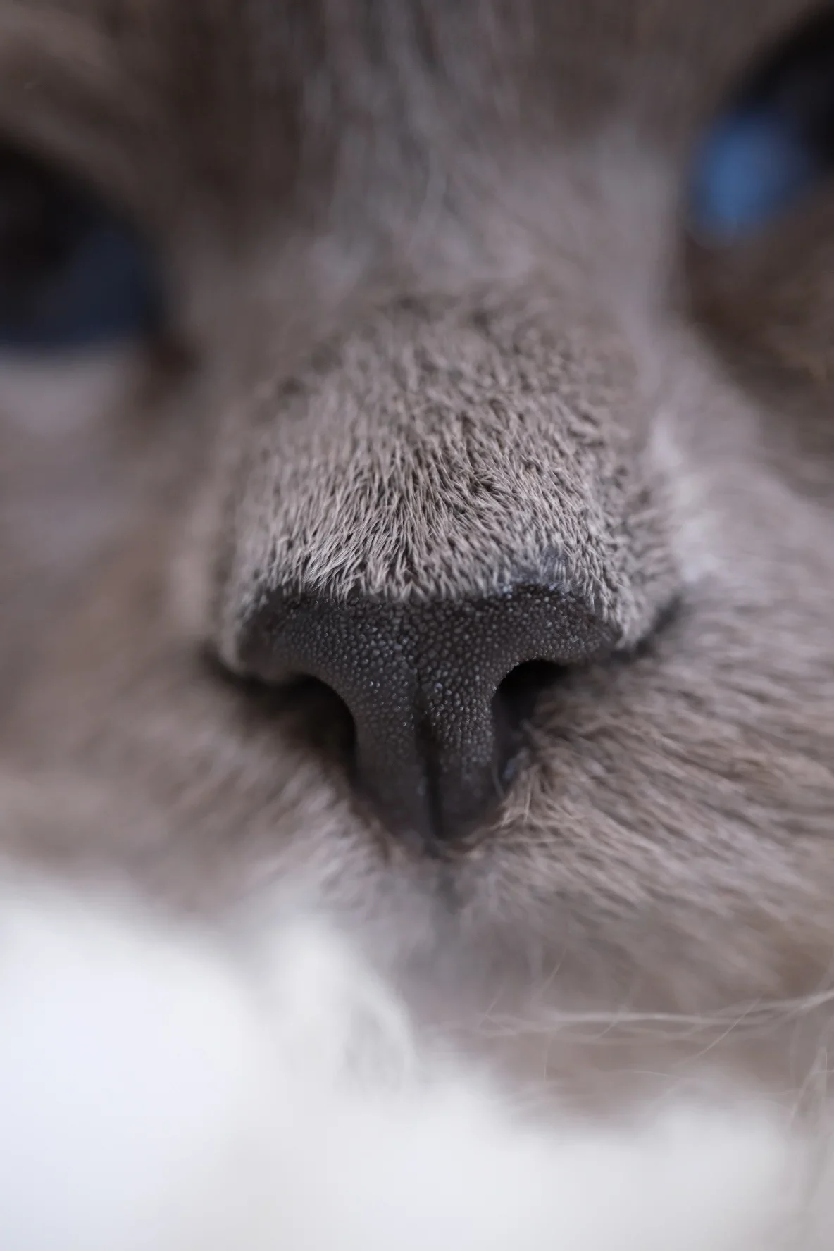 Portrait Animalier