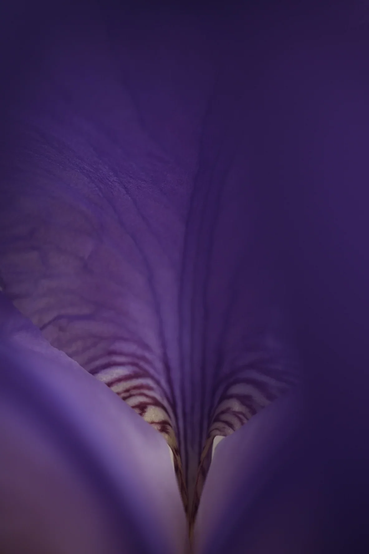 Lae Artiste Photographe