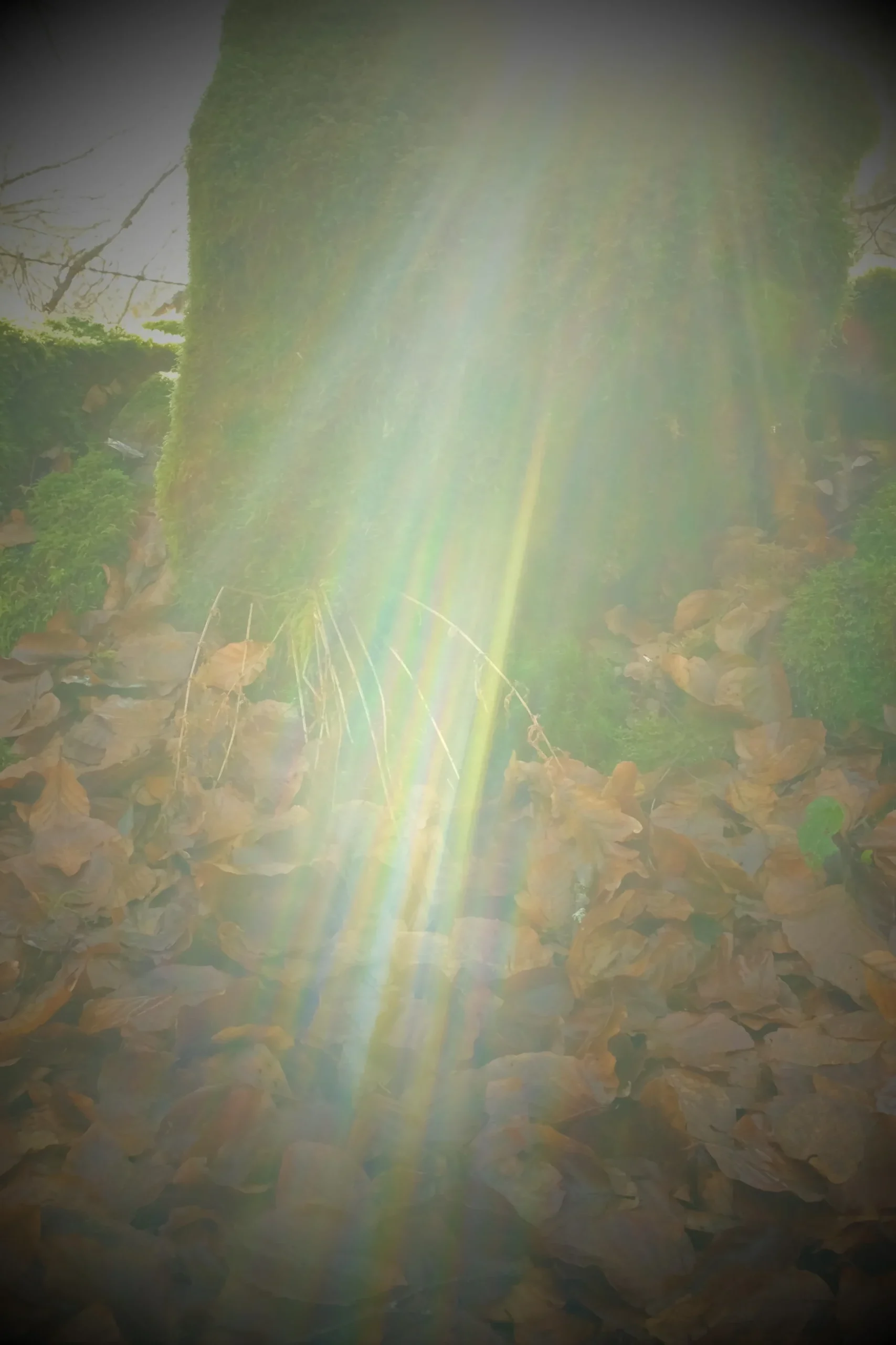 Lae Artiste Photographe
